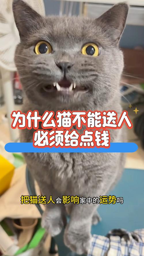 为什么说不能随便将猫咪送人?