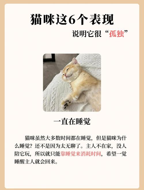 猫整天吃了睡睡了吃的会不会无聊?需不需要同伴和他玩耍?