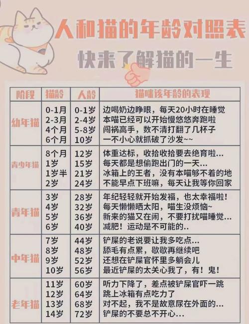 该不该给猫咪找个伴