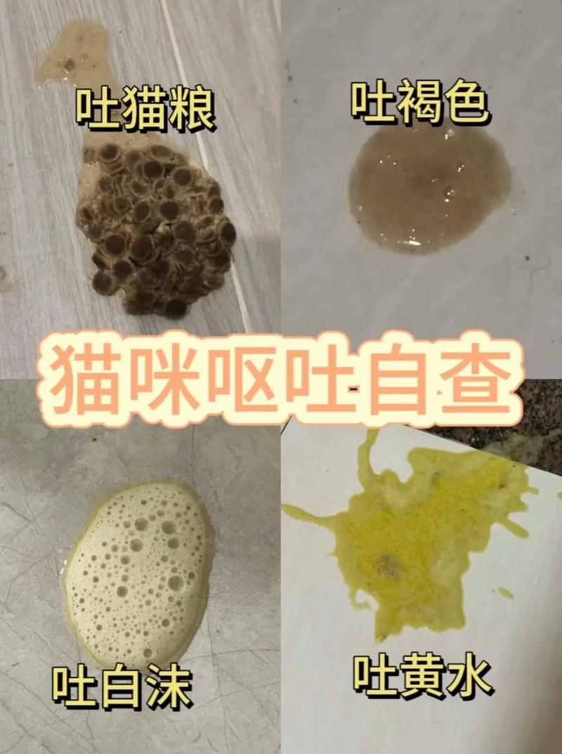 猫咪呕吐拉稀不吃东西