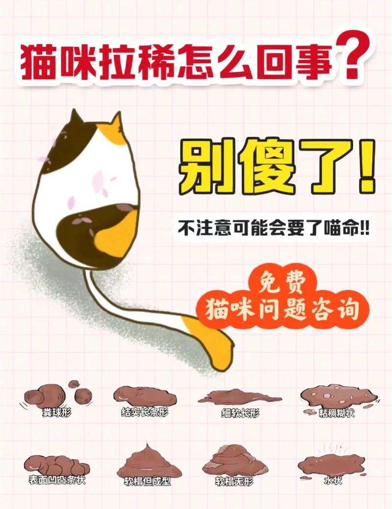 猫咪不吃东西拉稀怎么回事