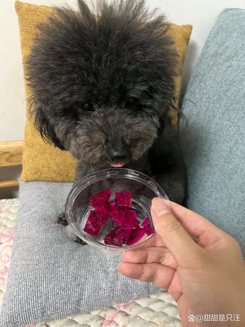 泰迪狗狗可以吃火龙果吗