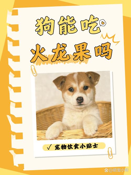 泰迪狗能不能吃火龙果