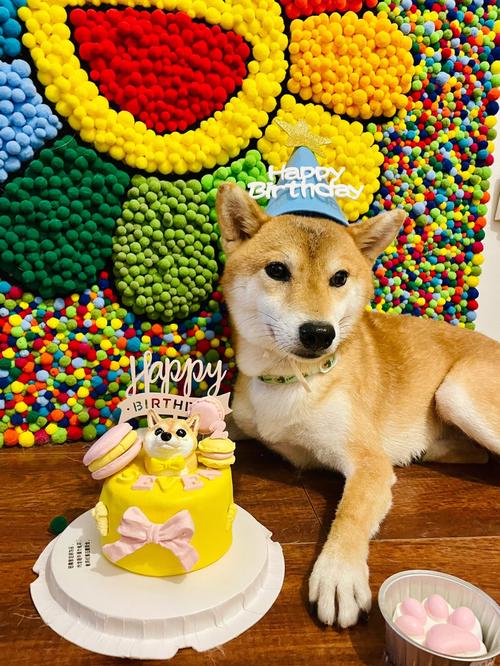 狗狗吃了一点芝士怎么办?