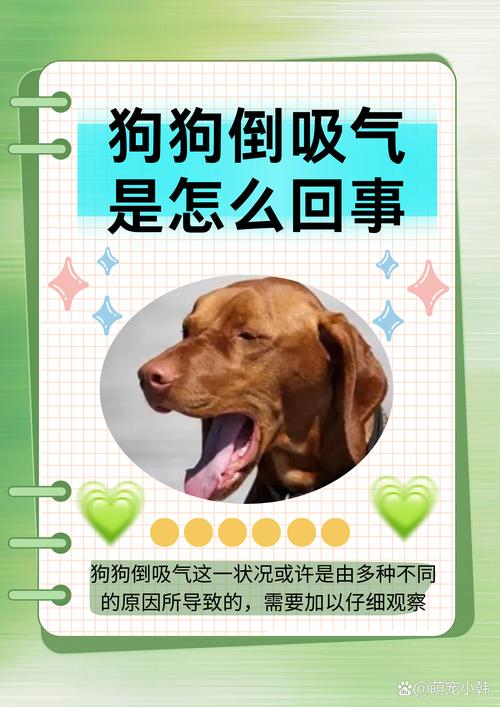 狗狗发抖最简单处理方法