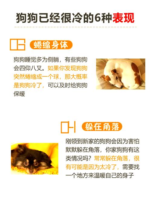 ...狗狗总是发抖,看上去很冷的样子,可是给它穿上衣服后它还是发抖,这是...