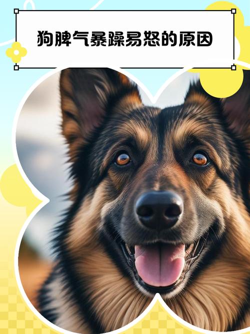 夏天狗狗的脾气突然暴躁为什么会变大