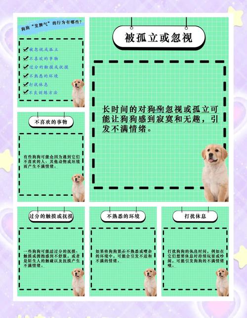 一岁多的比熊脾气暴躁越来越凶了怎么办?