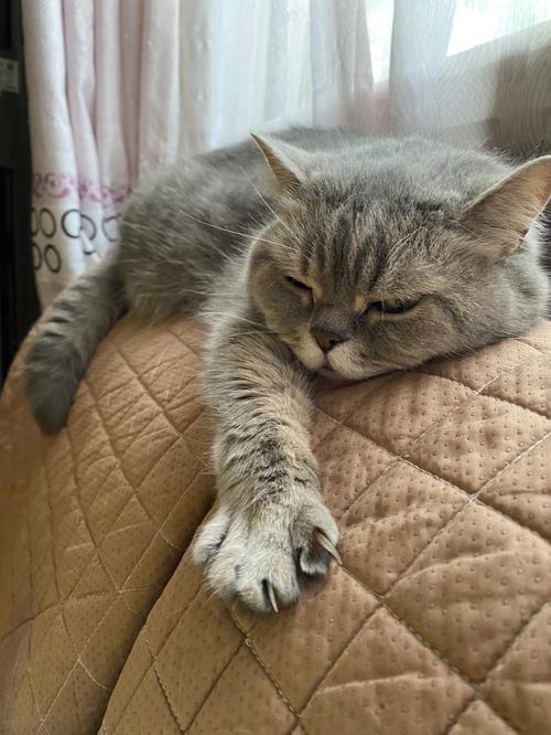 猫咪吃撑了会是什么状态?