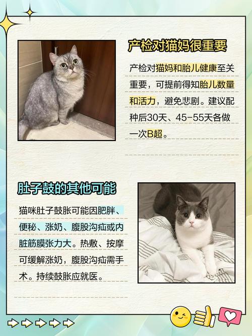 猫咪生完后肚子还是鼓鼓的怎么回事?