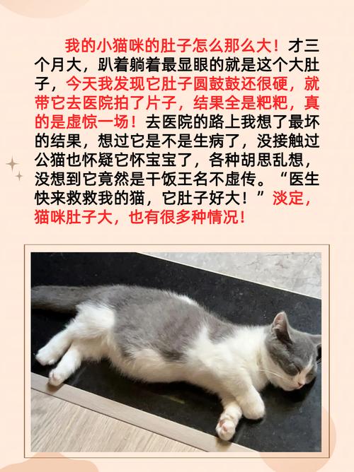 猫咪肚子胀胀的鼓鼓的怎么回事