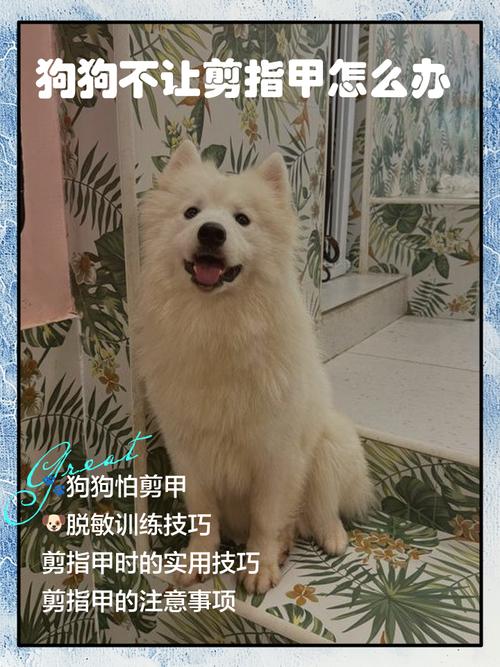 狗狗不愿意剪指甲怎么办