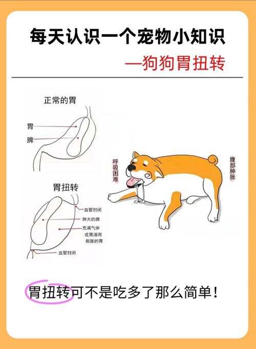 狗狗常见的食道问题
