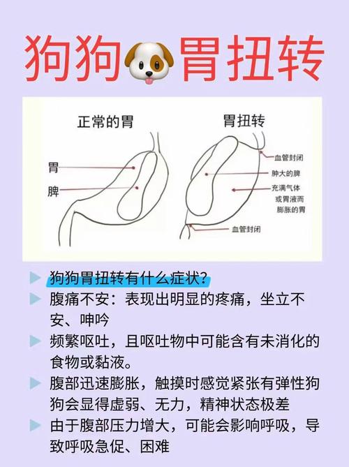 狗狗吃完东西原样吐出来