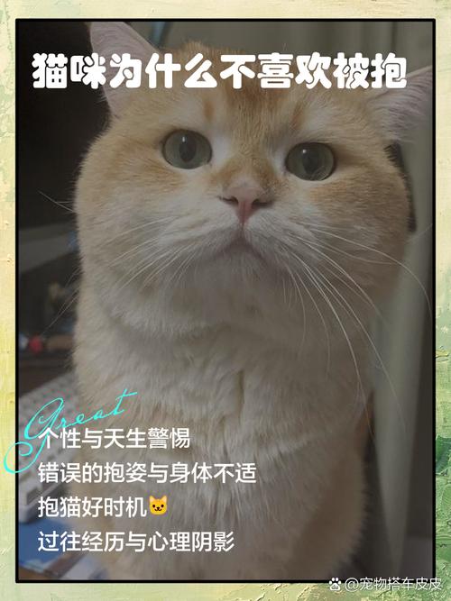 我家猫咪好像不喜欢人抱它,抱一会就想跳走,但是抱的时候又回发出咕噜咕...