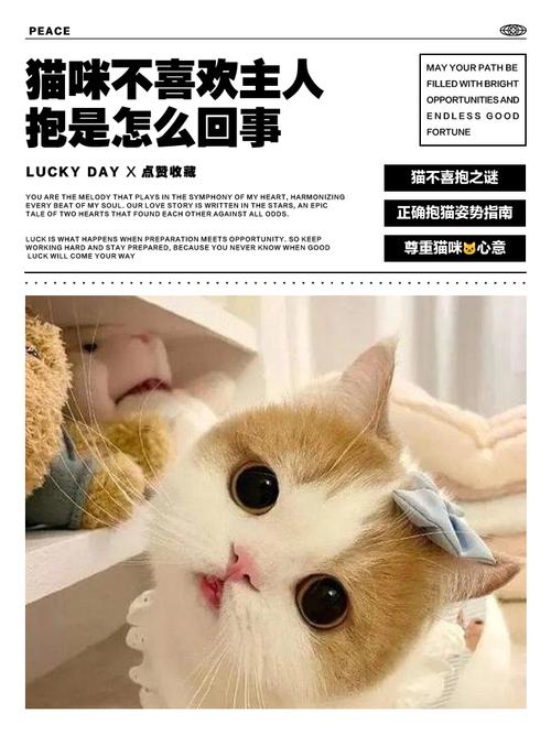 为什么猫不喜欢被抱