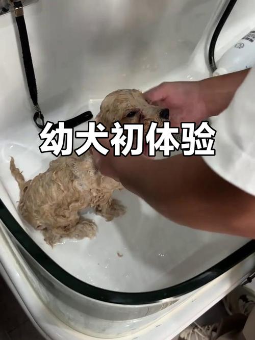 狗狗三个月大可以洗澡吗?