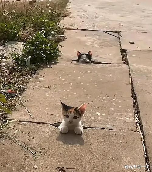 为啥比较好一次两只小猫回家?