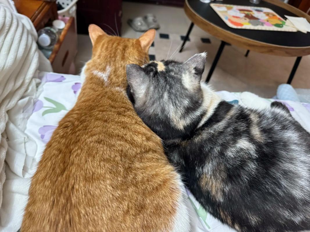 我刚买了个两个月的小猫,怕她孤单,有何办法解决?