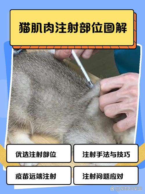 猫咪打针扎哪里?