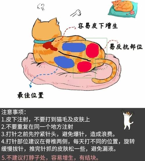 在家怎么给猫打针