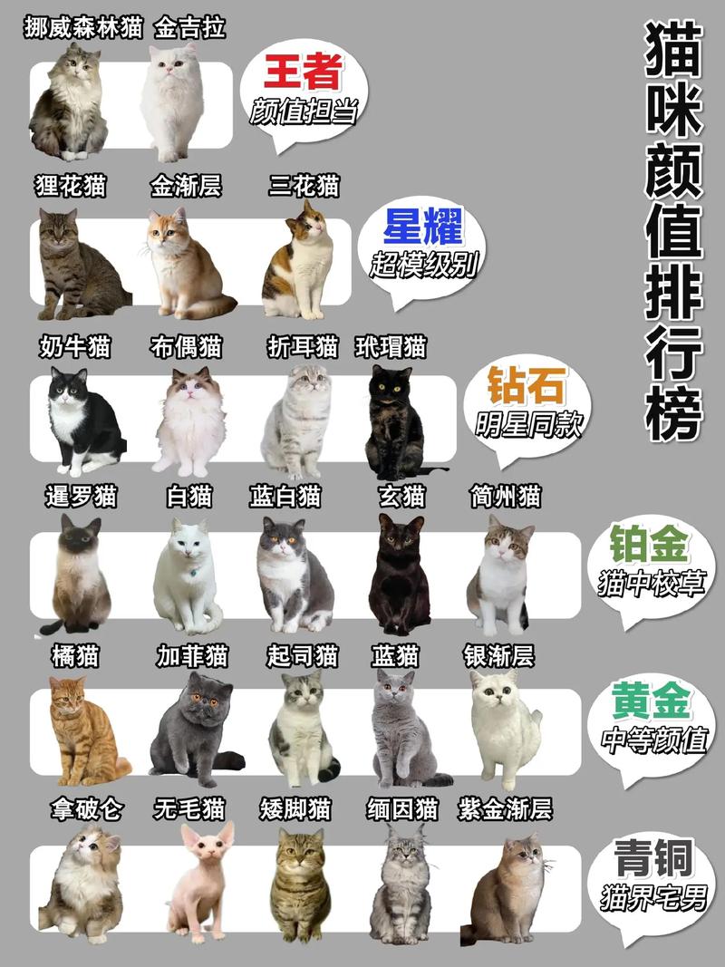 2024猫猫排名榜出炉,哪只是你的心头好