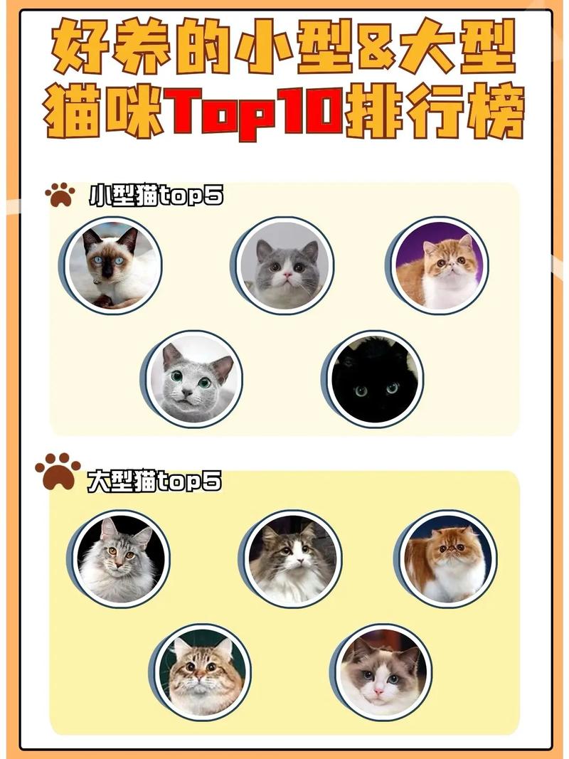 前十最不掉毛猫排名
