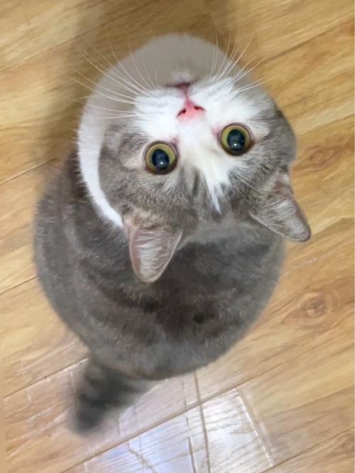 猫咪摇尾巴是在想东西吗