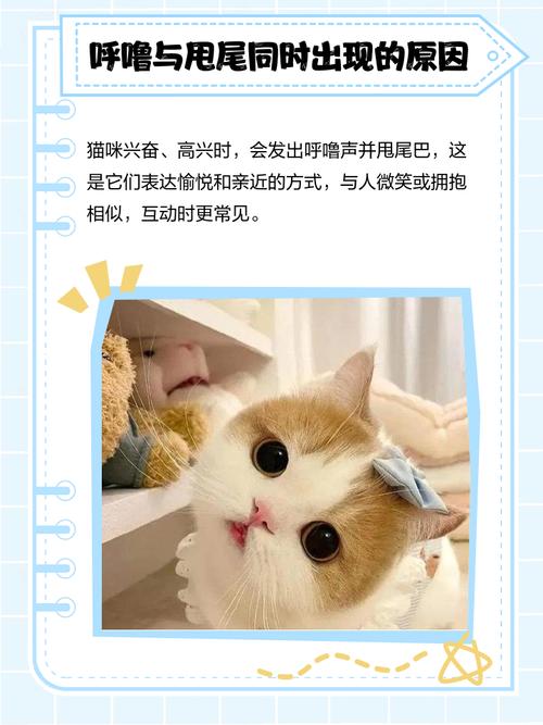 猫咪看见别的猫时使劲摇尾巴,是什么意思?