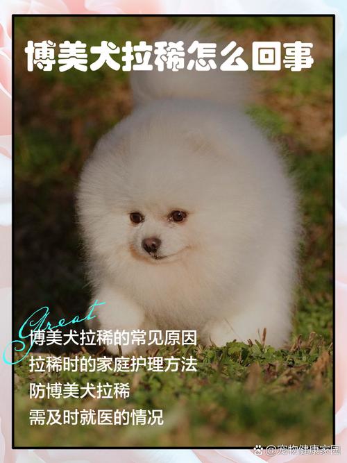 博美拉不出来屎怎么办