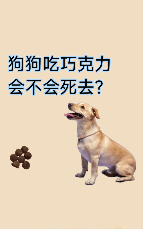 狗狗吃了真巧饼干(含可可粉)怎么办?