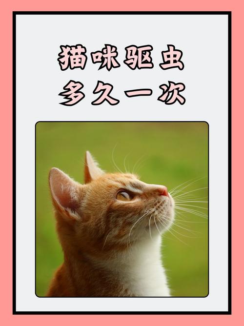 40天的小猫要驱虫吗