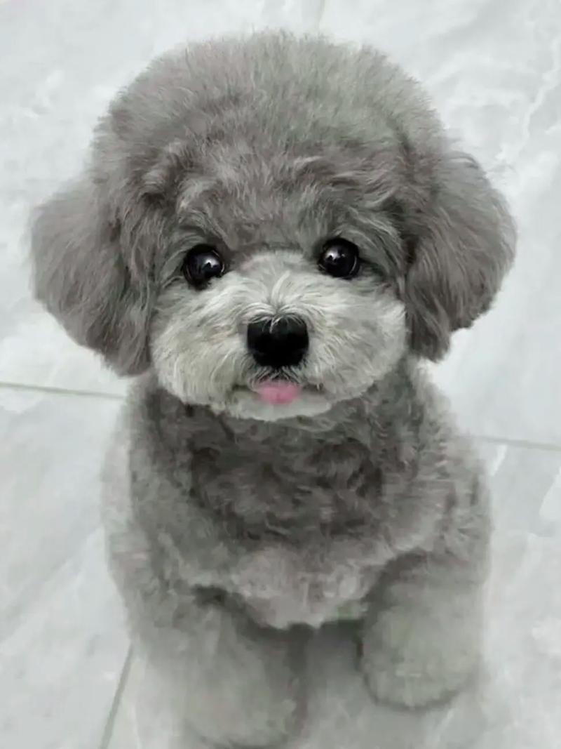 带毛的名字泰迪