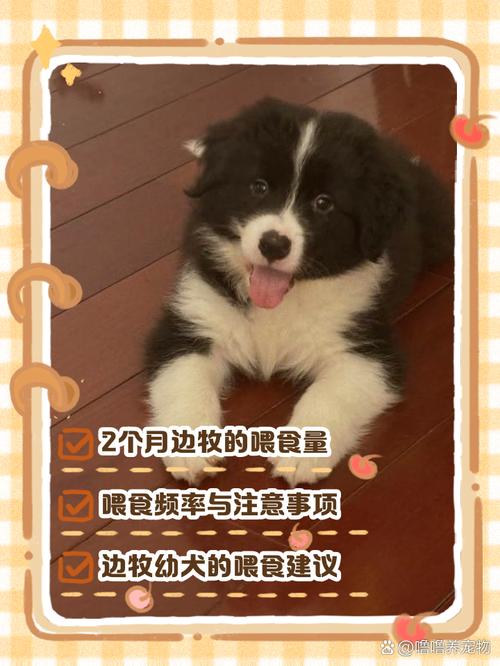 比熊狗狗2个月喂多少狗粮