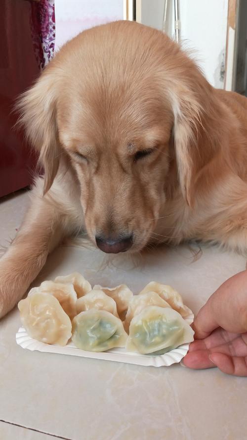 为什么狗狗不吃饺子