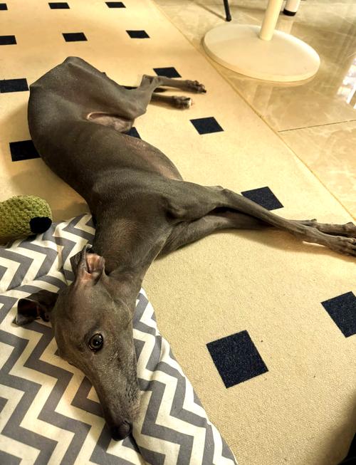 狗狗为什么不能吃饺子