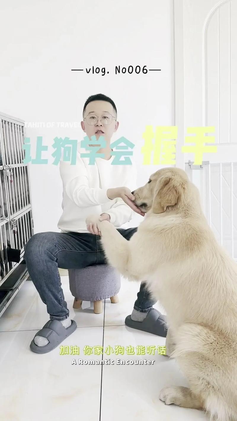 怎么教狗狗握手的本领?