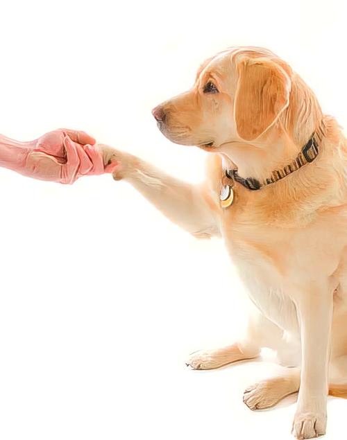 怎样快速教会狗狗握手?