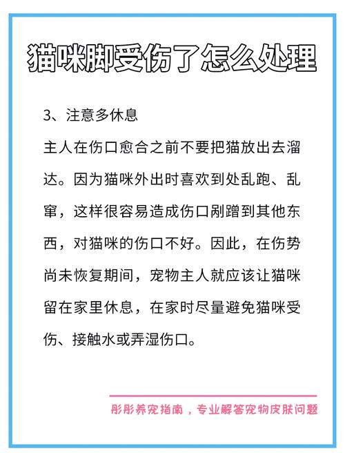 猫咪的后腿受伤了怎么办