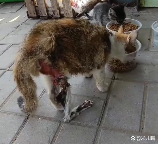 我家猫咪的腿被夹断了。骨头露在外面。家庭条件不好,无法送去医院治疗...