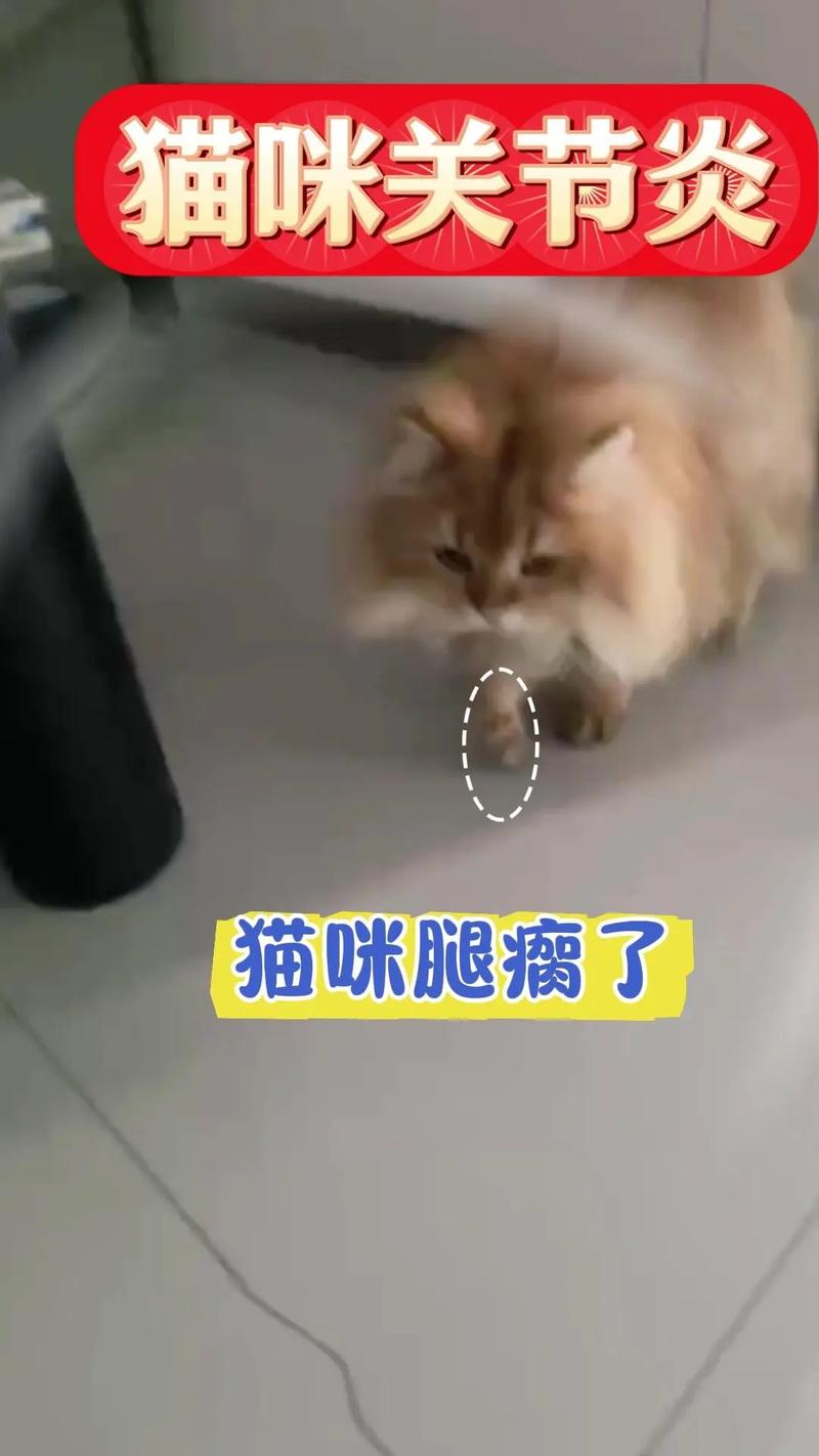 猫咪从高处跳下腿摔到了铁走路一瘸一拐的怎么办?
