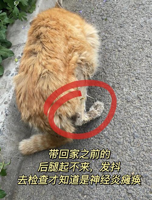 猫的腿受伤了会自愈吗