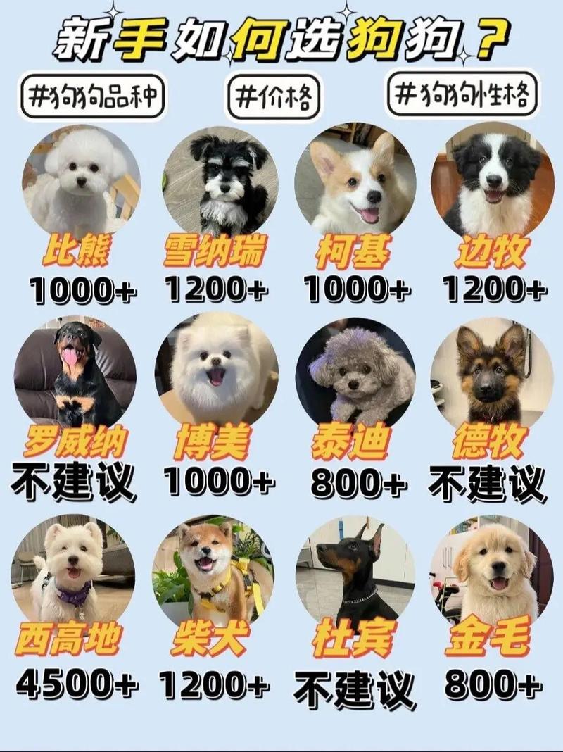 全国哪里买狗最便宜(全国哪里买狗最便宜的)