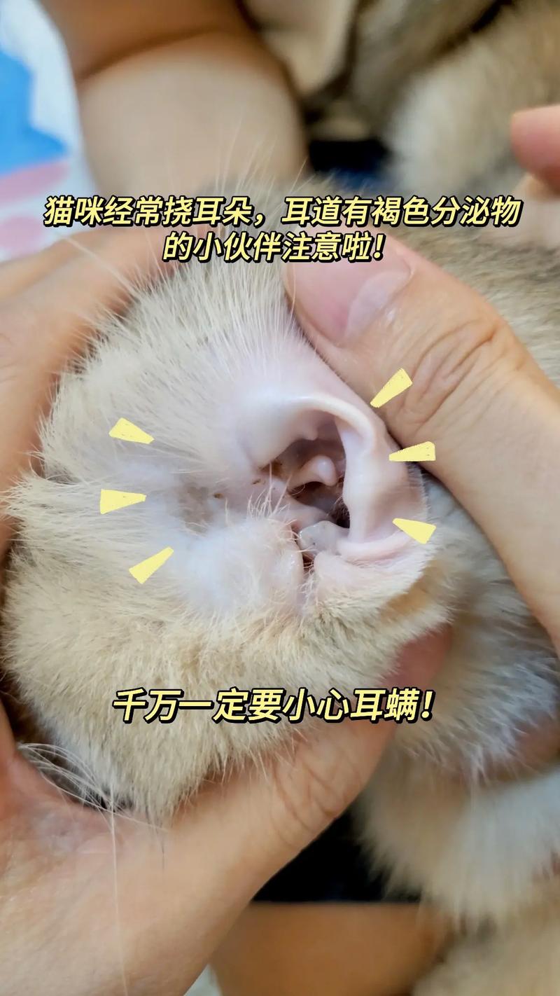 猫咪一直挠耳朵是耳螨吗?