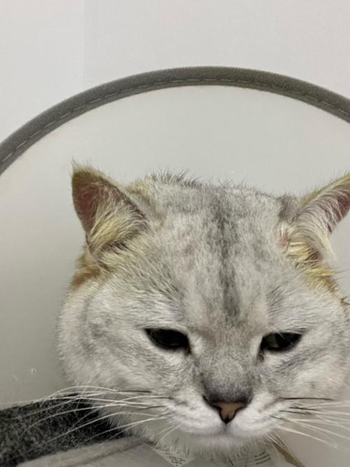 猫咪洗耳朵后一直抓和甩头