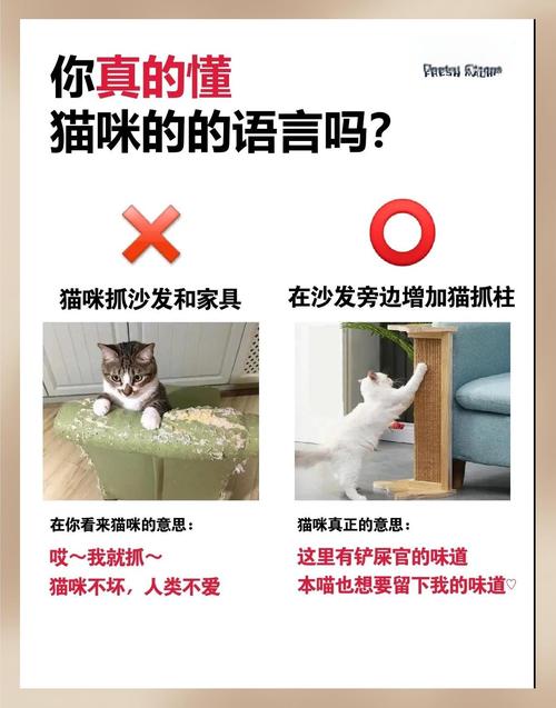 怎么训练猫咪不抓沙发?你家的沙发还好吗?