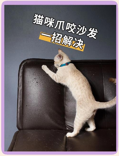 家里养猫怎么防止抓坏沙发