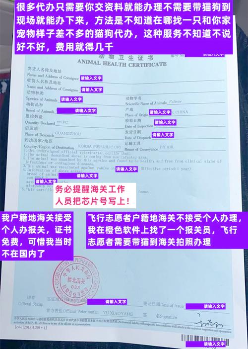 带猫出国需要什么手续