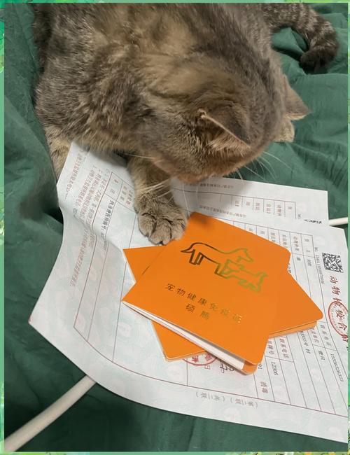 猫咪托运需要什么证件