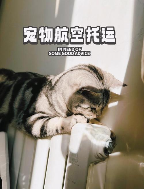 猫咪托运需要办理什么手续